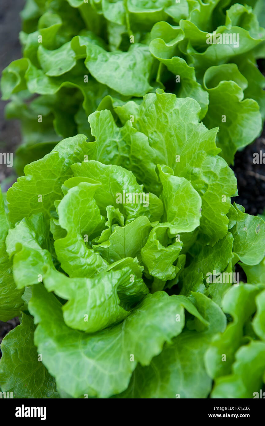 lettuce plant in field Stock Photo Alamy