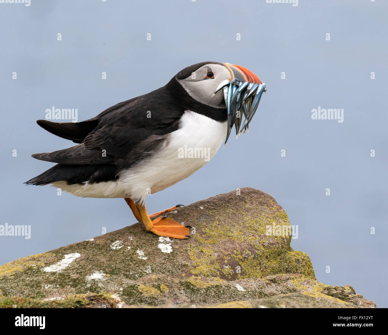 An Atlantic puffin with a catch of sand eels on one of the Farne islands, Great Britain Stock Photo