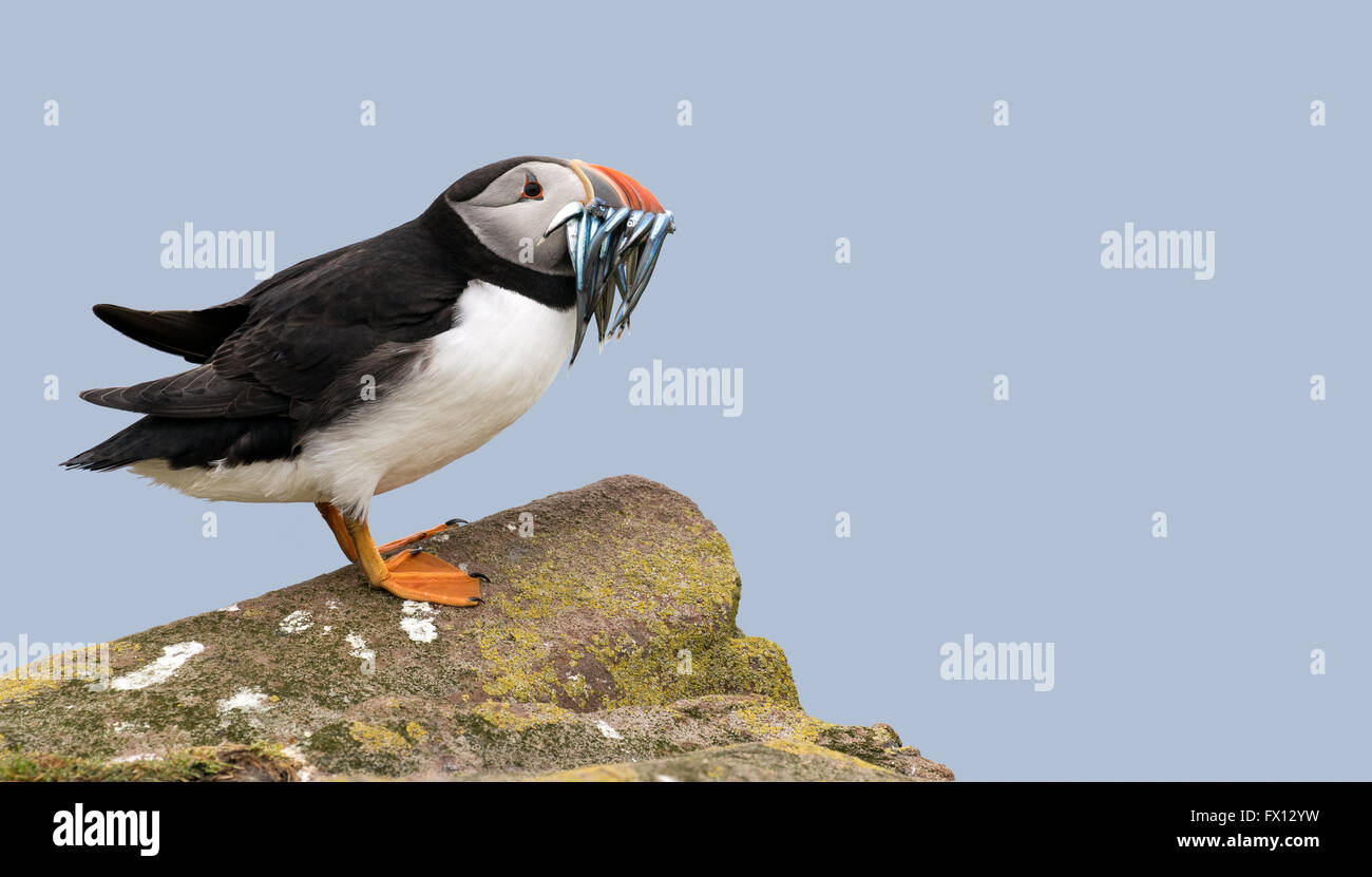 An Atlantic puffin with a catch of sand eels on one of the Farne islands, Great Britain with space for text on the background Stock Photo
