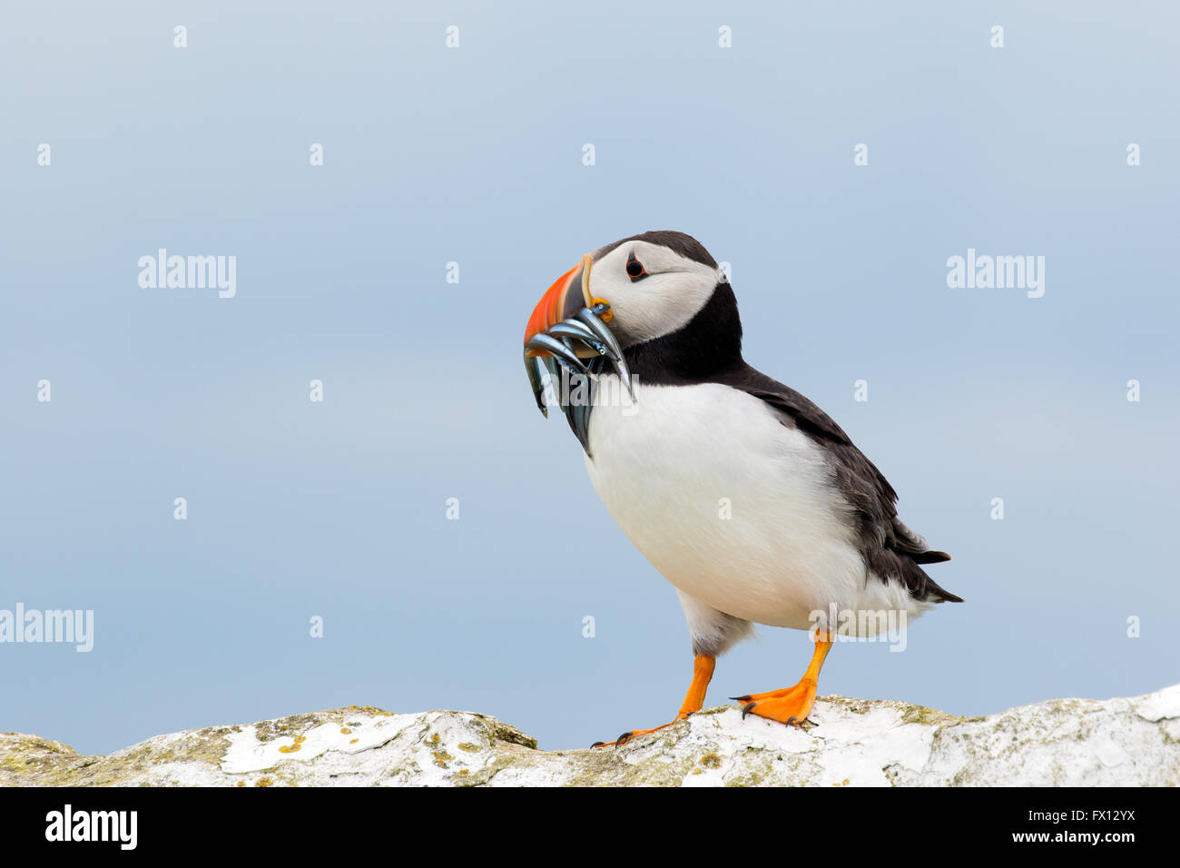 An Atlantic puffin with a catch of sand eels on one of the Farne islands, Great Britain Stock Photo