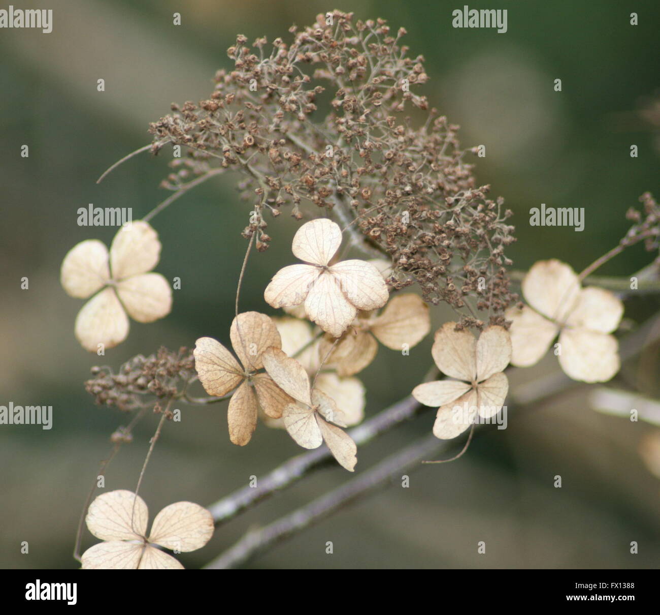 Dried flowers on a branch Stock Photo