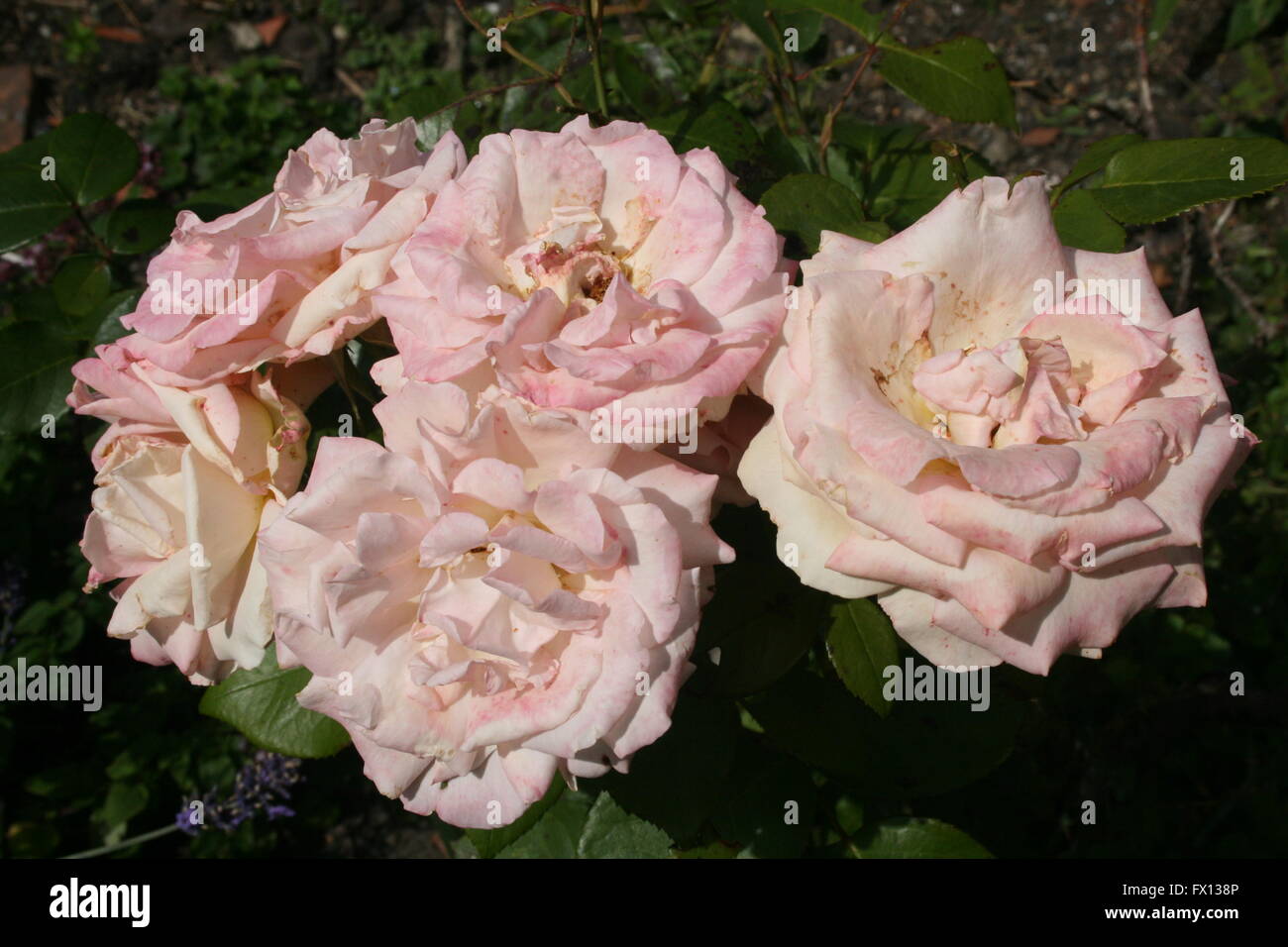 Pink summer roses Stock Photo