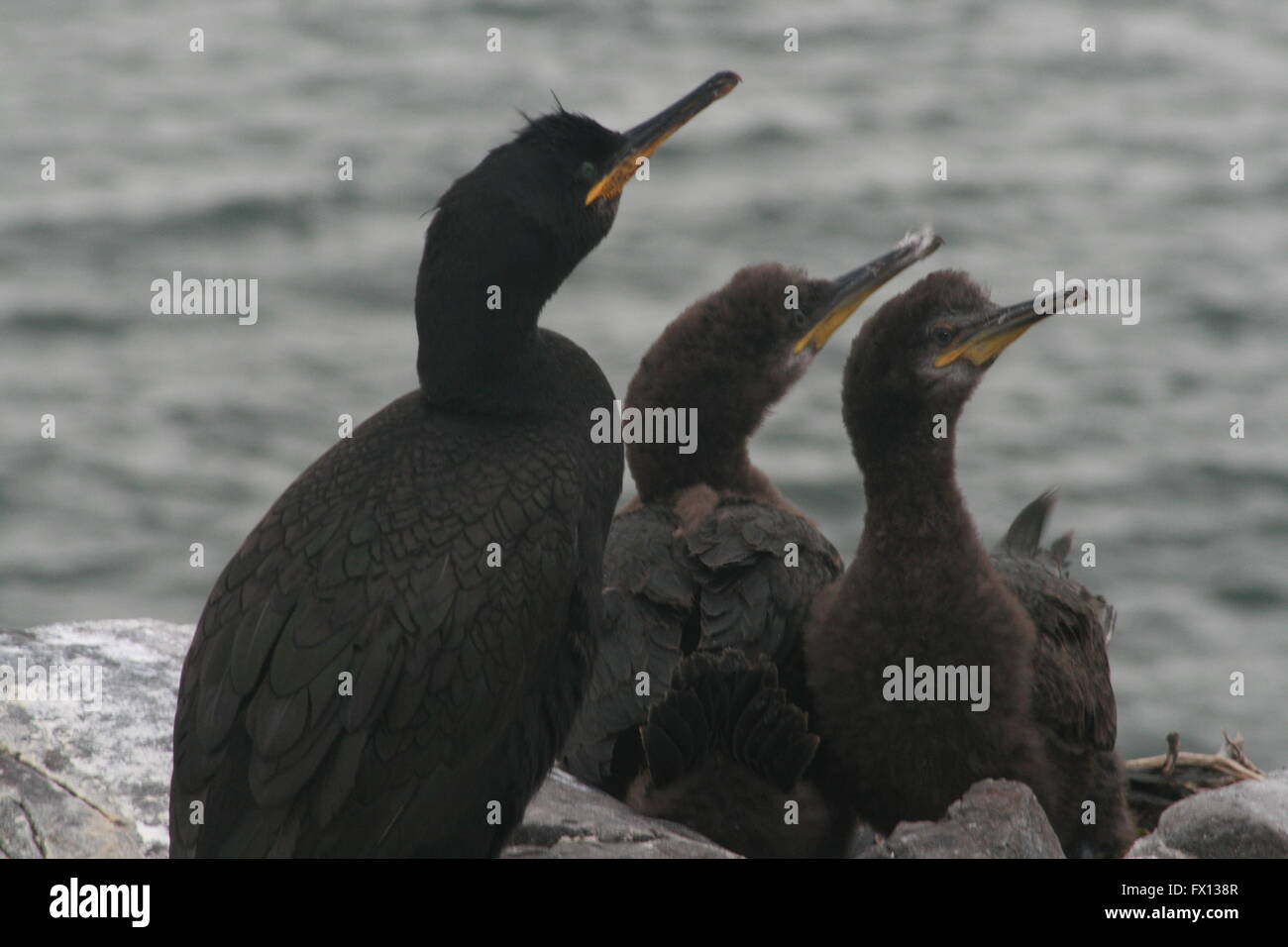 Shag, cormorant with chicks Stock Photo