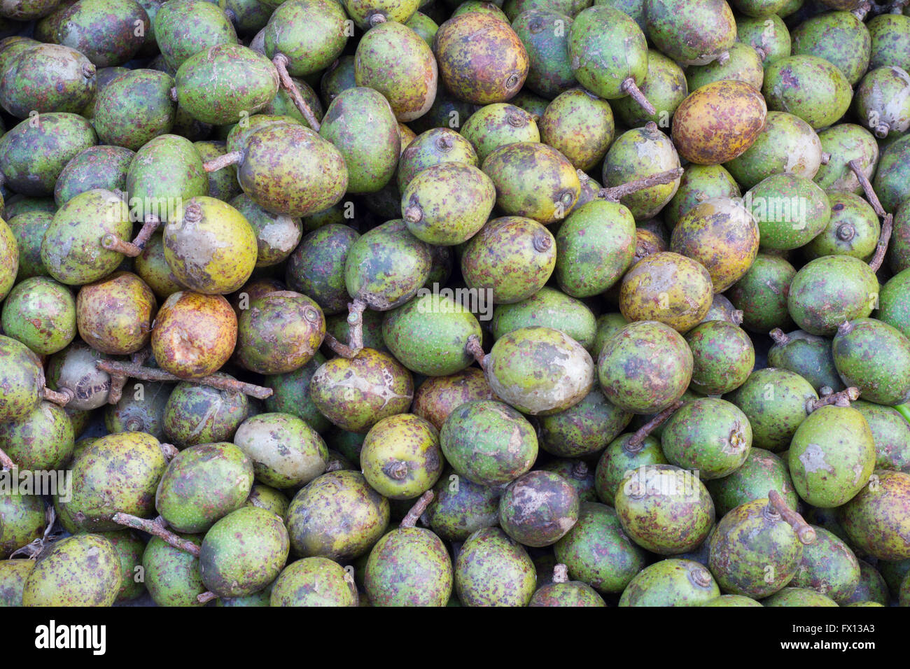 Elaeocarpus hygrophilus background Stock Photo
