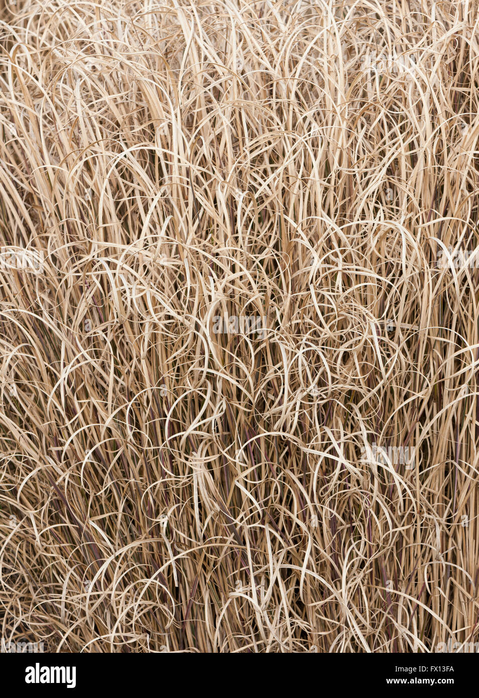 Dried grass hi res stock photography and images Alamy