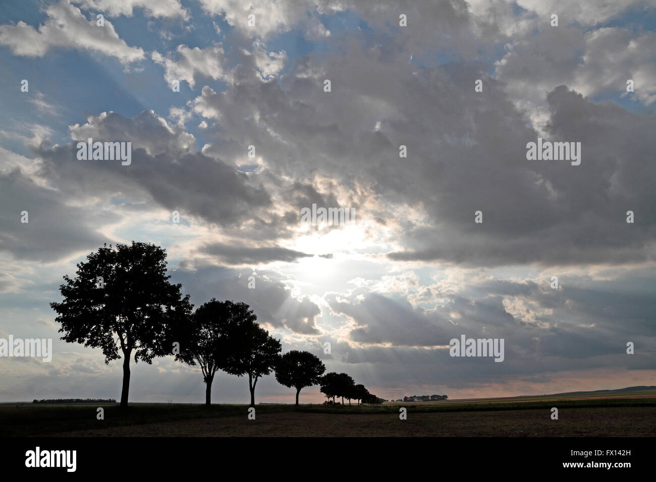 A line of trees silhouetted against a bright setting sun. Stock Photo