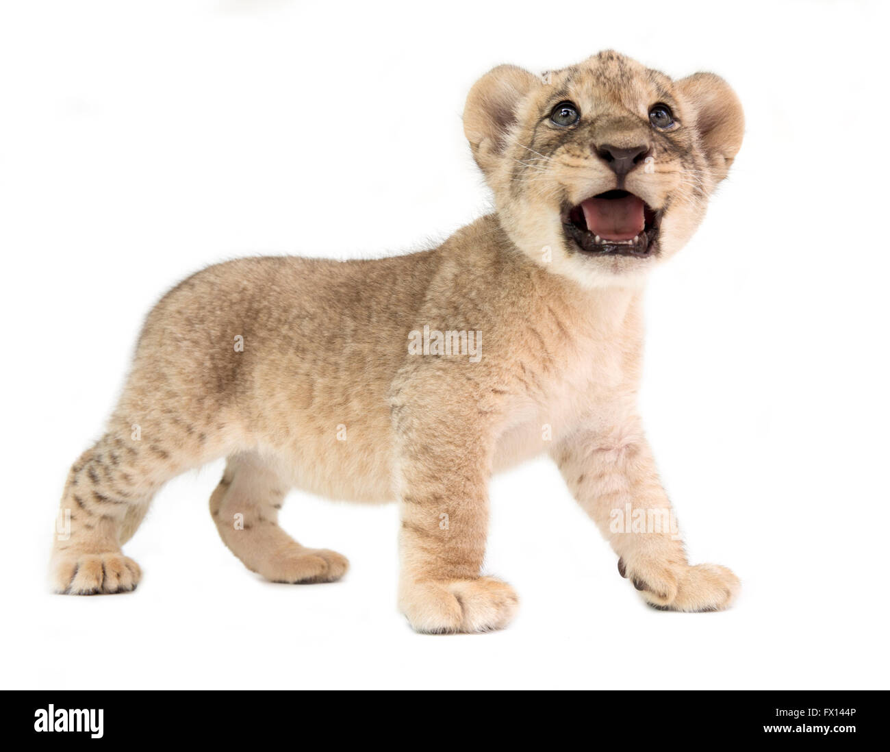 baby lion (panthera leo) isolated on white background Stock Photo