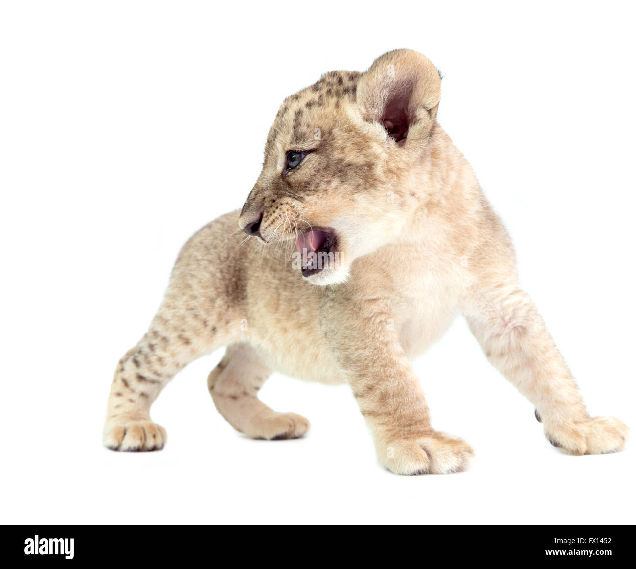 baby lion (panthera leo) isolated on white background Stock Photo