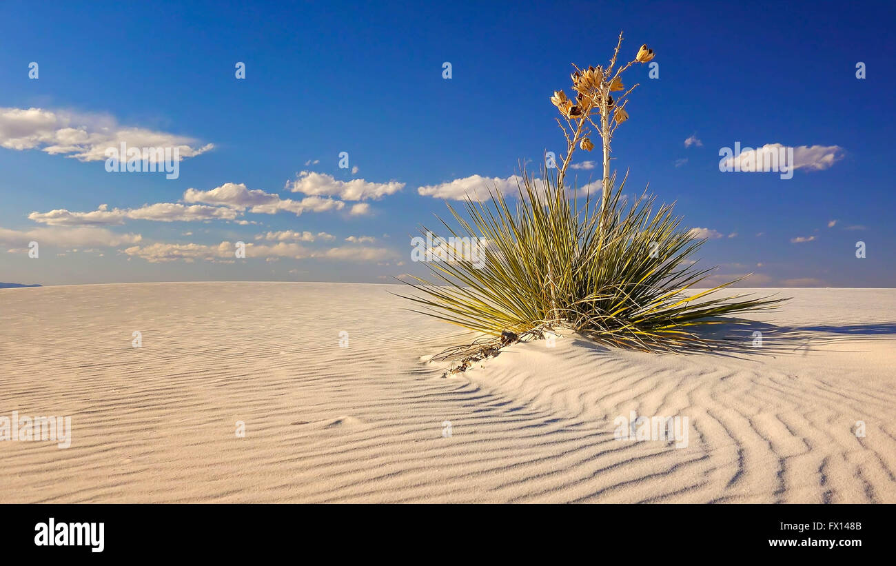 Two Yucca plants sit on a a rippled sand dune in White Sands National Monument in New Mexico Stock Photo