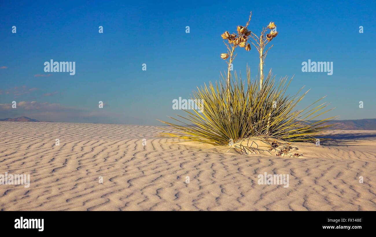 Two Yucca plants sit on a a rippled sand dune in White Sands National Monument in New Mexico Stock Photo
