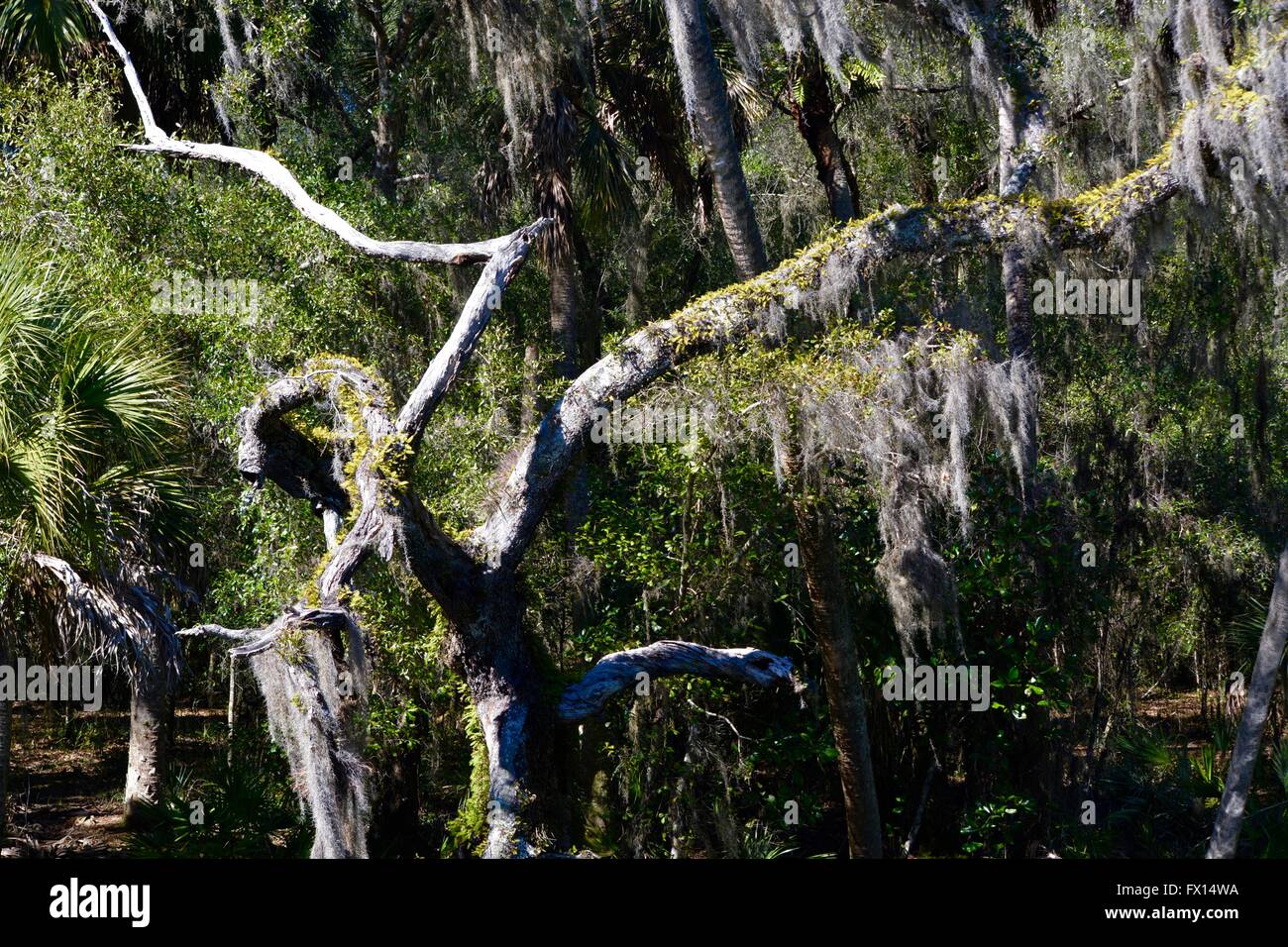tree with Spanish moss Stock Photo Alamy