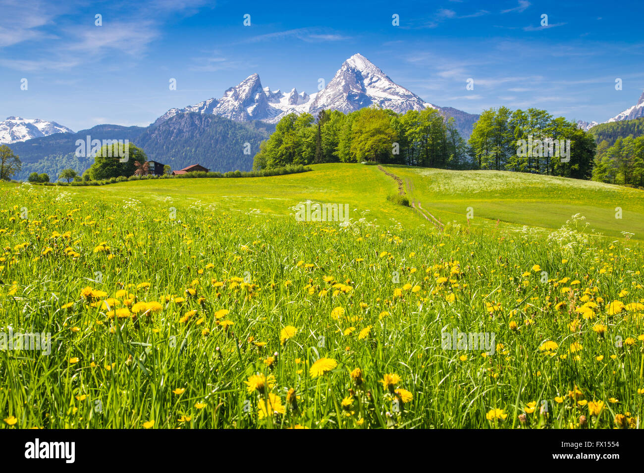 Idyllic landscape in the Alps with fresh green meadows, blooming flowers and snow-capped mountain tops in the background Stock Photo
