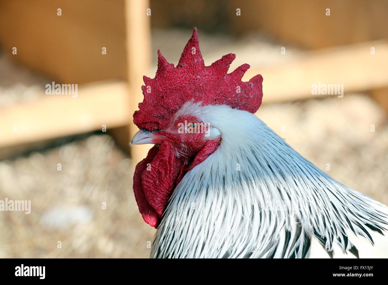 A male chicken Stock Photo Alamy