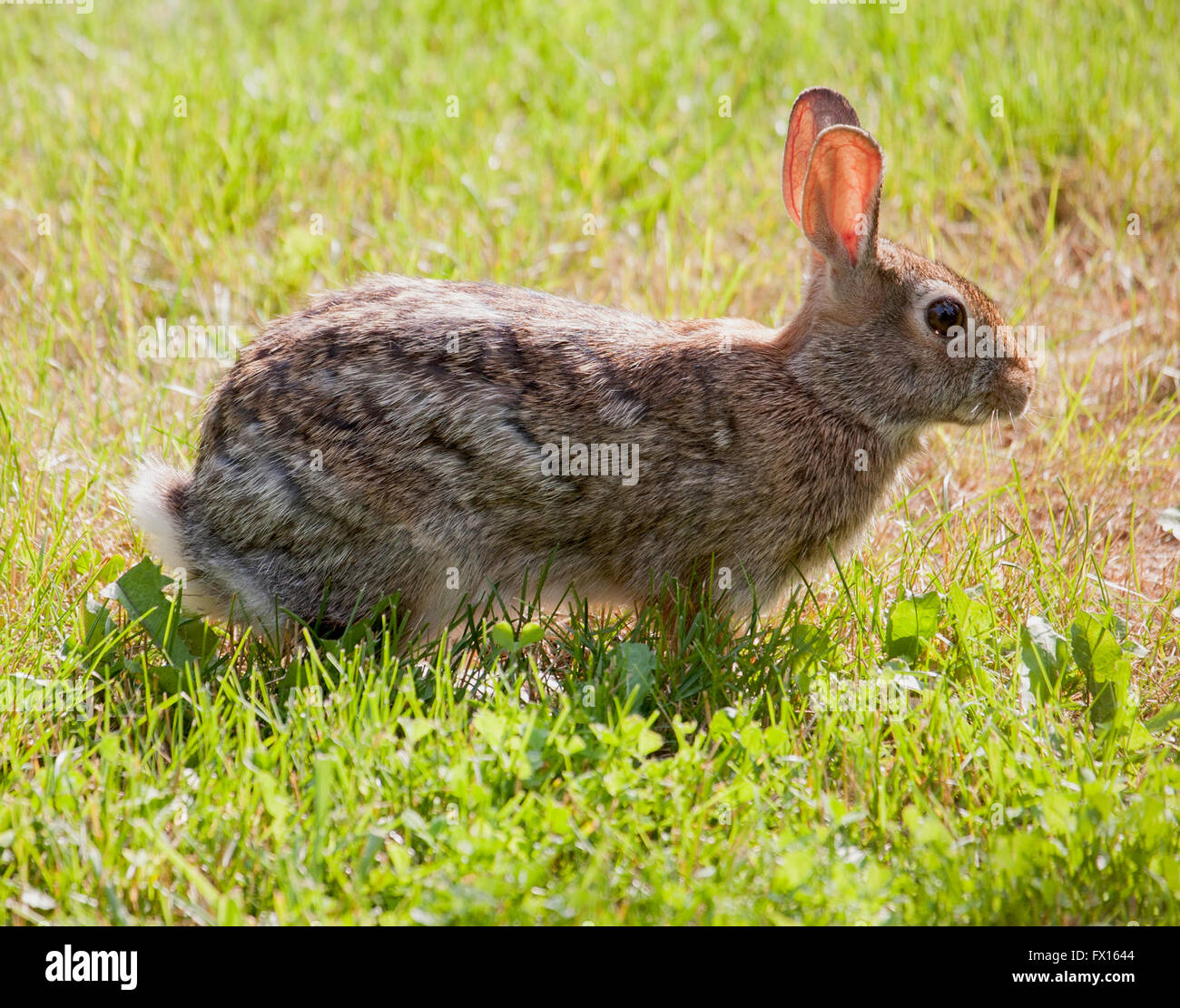 Cotton Tail Rabbit Stock Photo