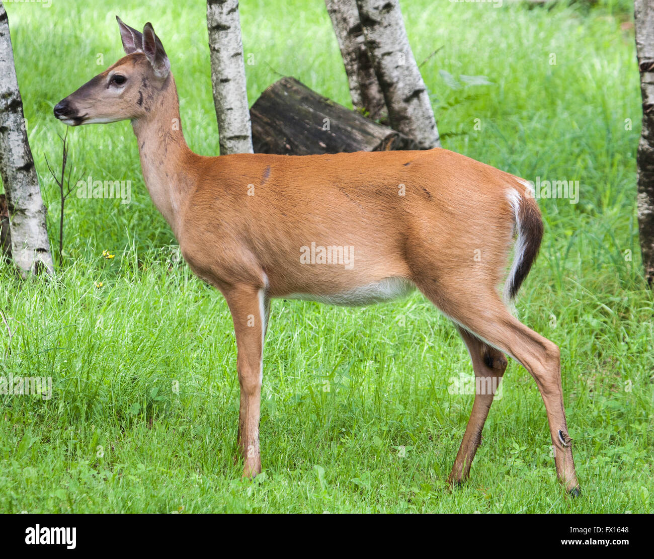 Portrait Side View of Whitetail Doe Stock Photo