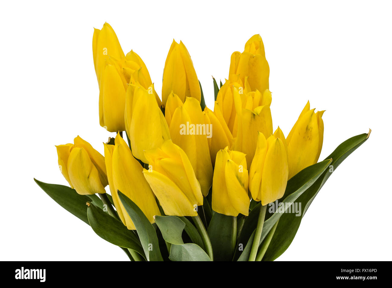 Bouquet from yellow tulips, isolated on white background Stock Photo ...