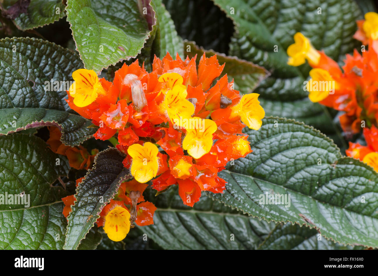 Red Episcia or Flame violet flower Stock Photo