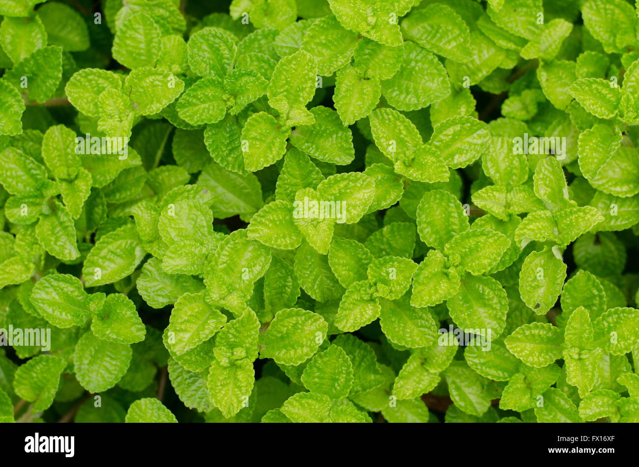 Episcia leaf background Stock Photo