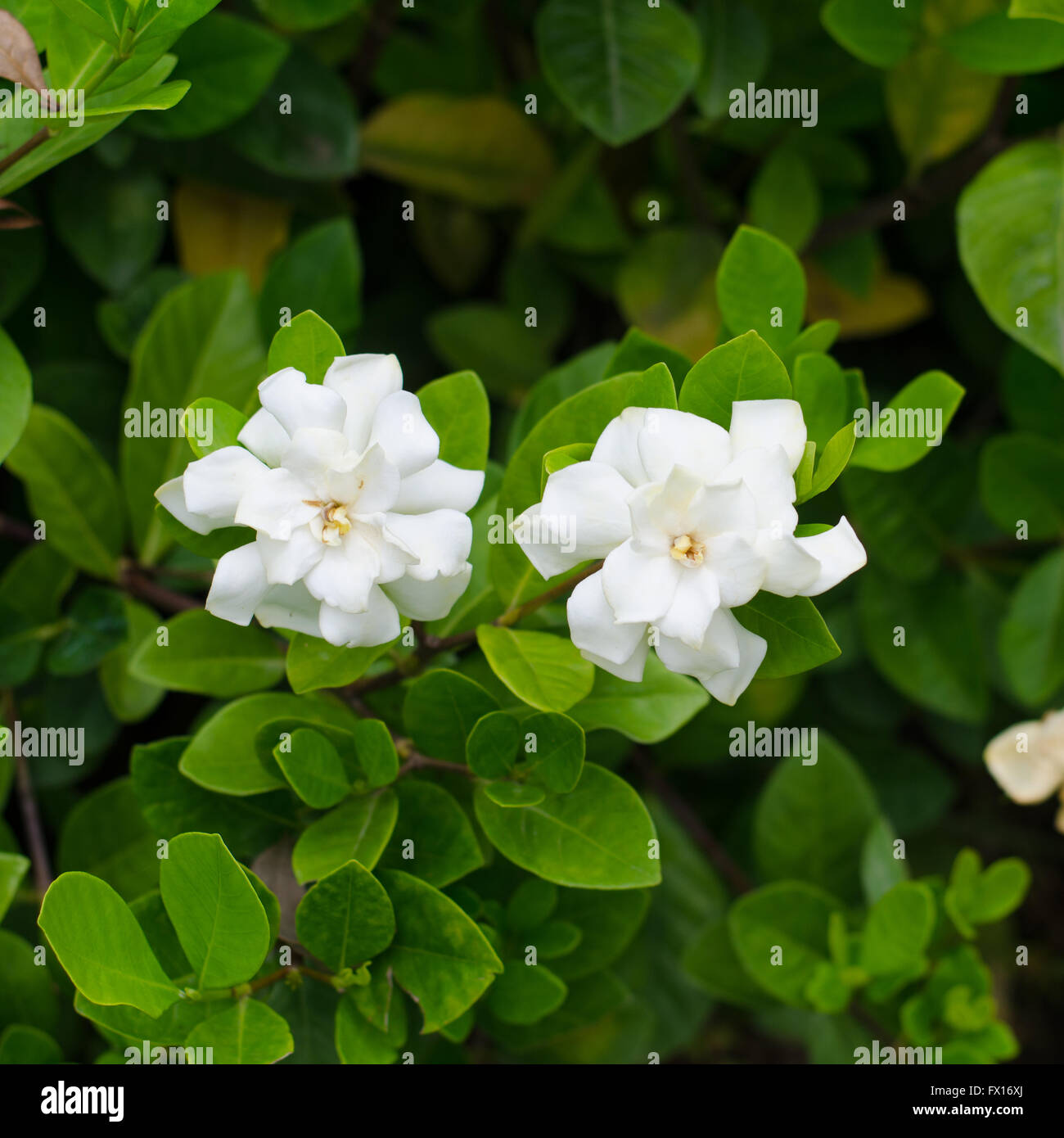 Gardenia jasminoides Stock Photo