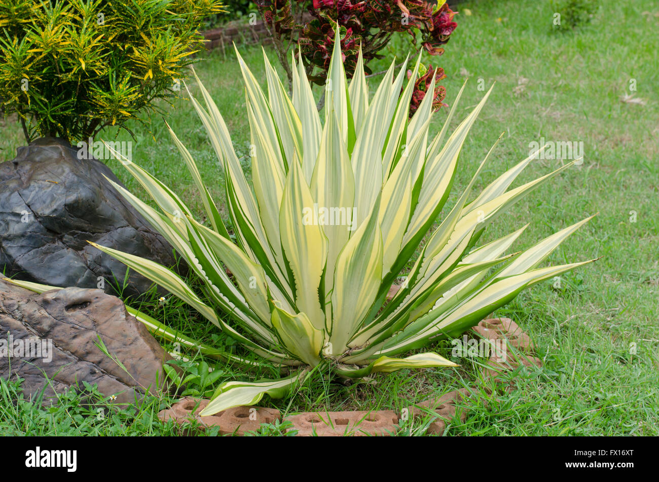Ornamental Plants - Agave Caribbean - scientific name Agave angustifolia Stock Photo