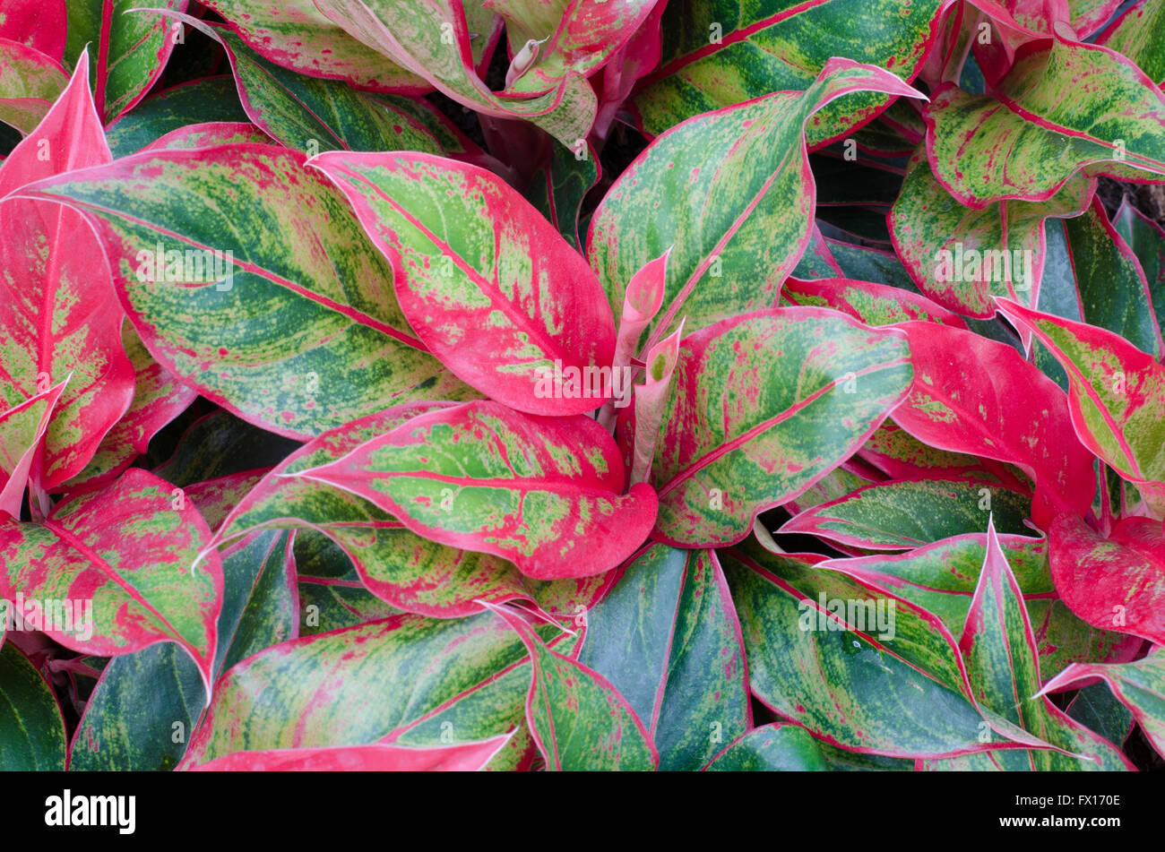 Aglaonema leaves background Stock Photo