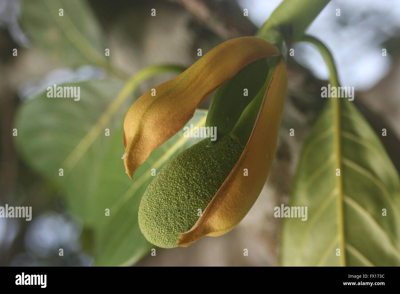Baby jackfruit coming out of its flower and enjoying the sunlight Stock Photo Alamy