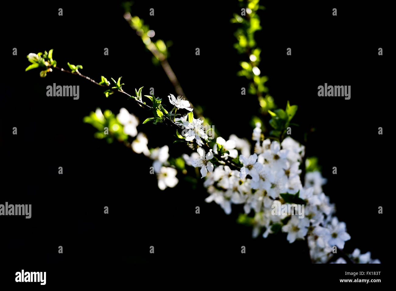 Blooming white cherry flowers on a tree in springtime with black background Stock Photo