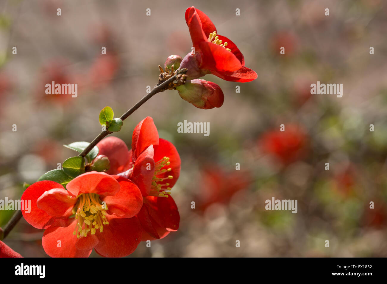 Japanese Quince Stock Photo