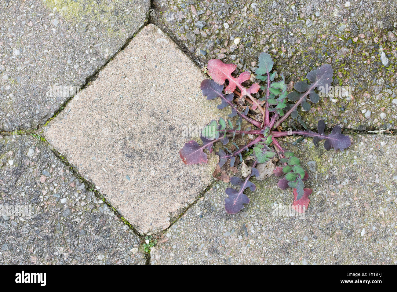 Weed growing in the cracks between patio stones, selective focus Stock Photo Alamy