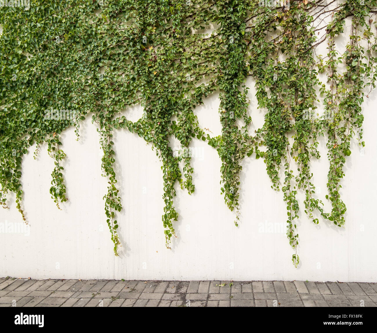 ivy leaves isolated on a white background Stock Photo - Alamy