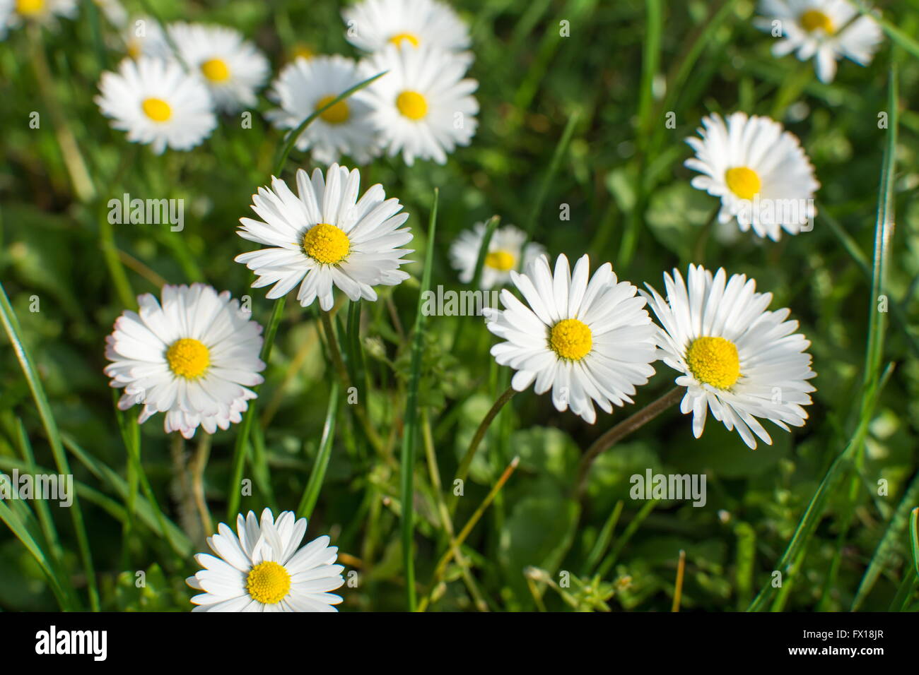 Daisies in the field with grass Stock Photo