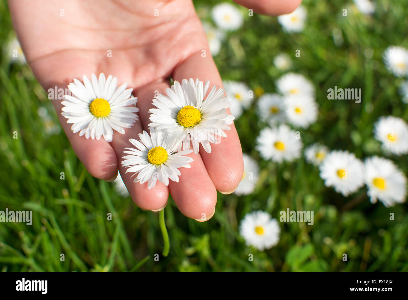 Woman hand holding daisies growing in the field Stock Photo