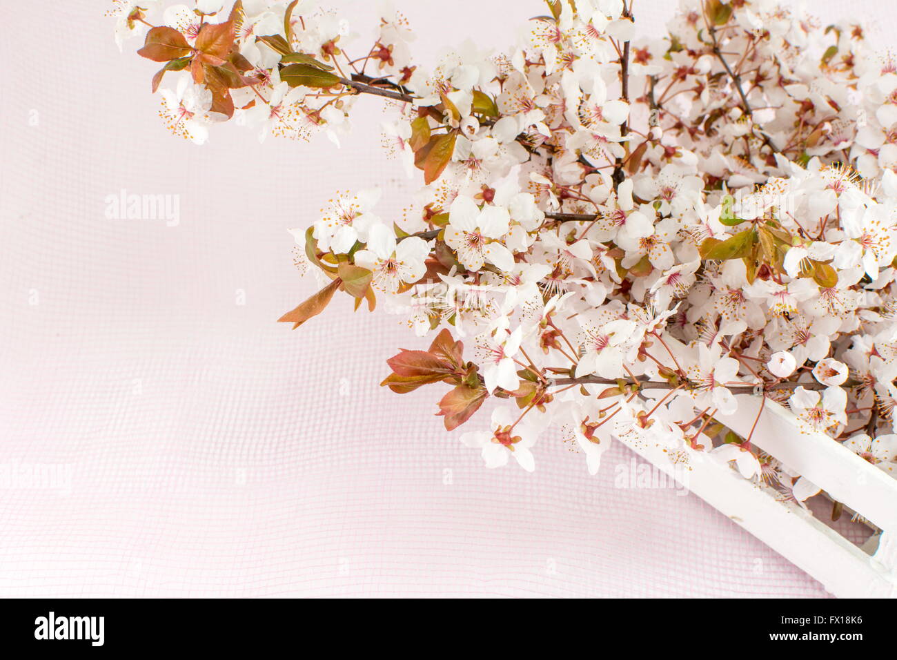 Blooming flowers on tree branches Sprnig time Stock Photo