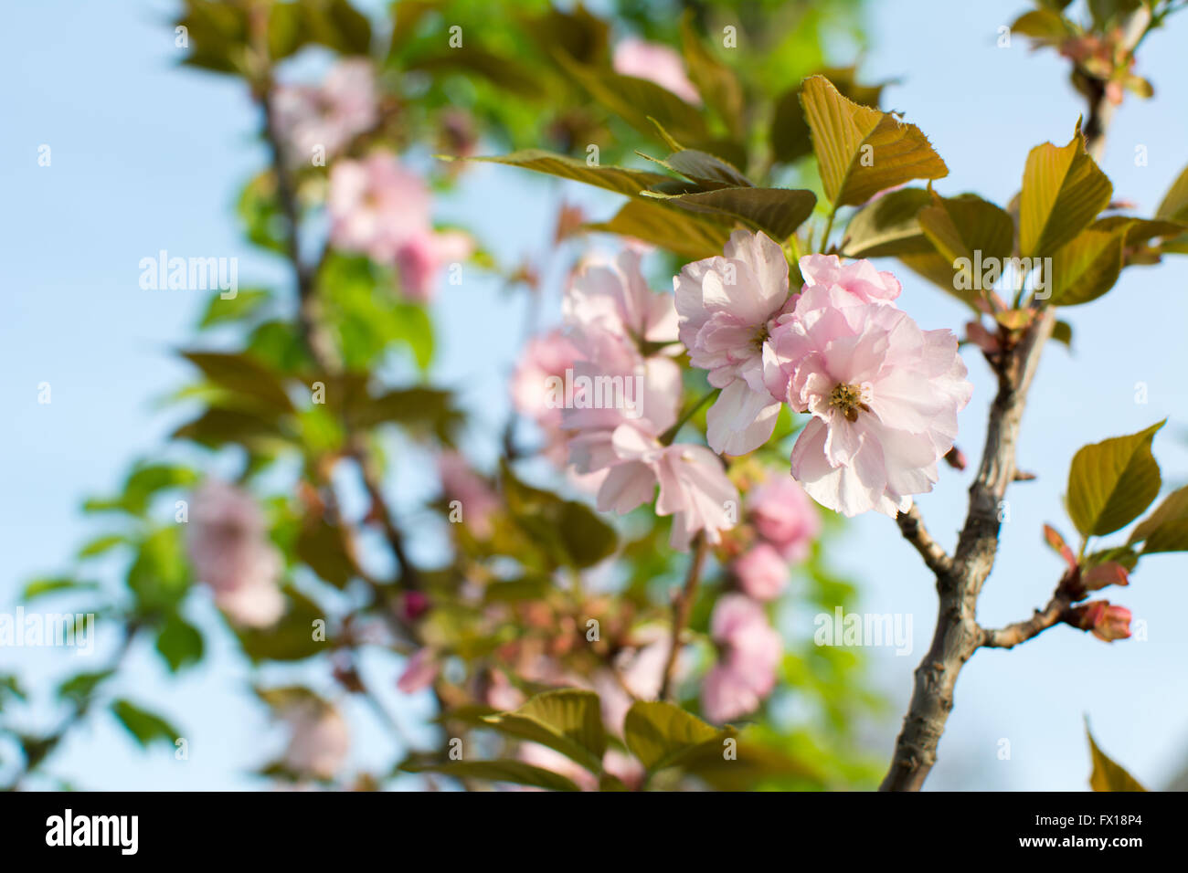 Cherry blossom flowers on a tree outdoors Stock Photo