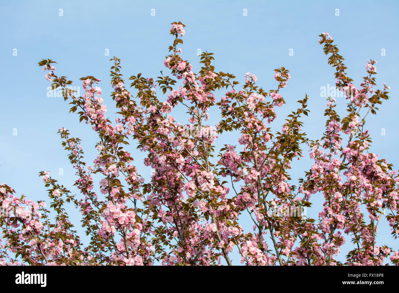 Cherry blossom flowers on a tree outdoors Stock Photo