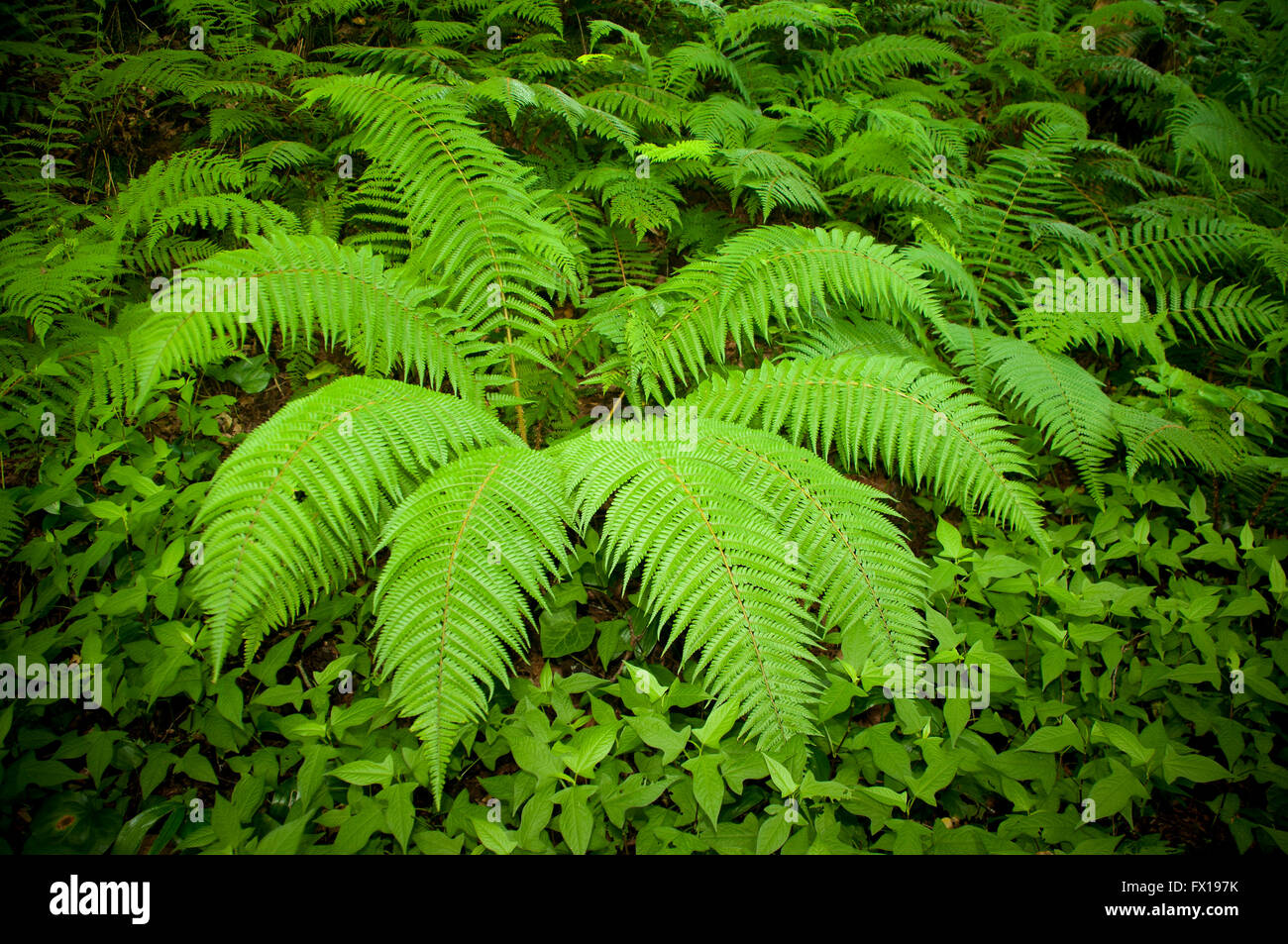A fern is any one of a group of about 12,000 species of plants belonging to the botanical group