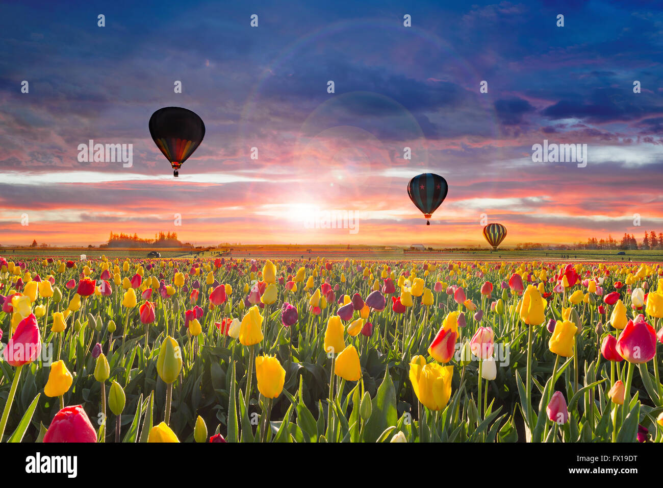 Hot Air Balloons taking off at Wooden Shoe Tulip Festival during dawn ...