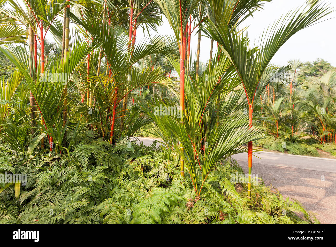 Red Lipstick Rajah Palm Trees growing over bed of Ferns at Botanical
