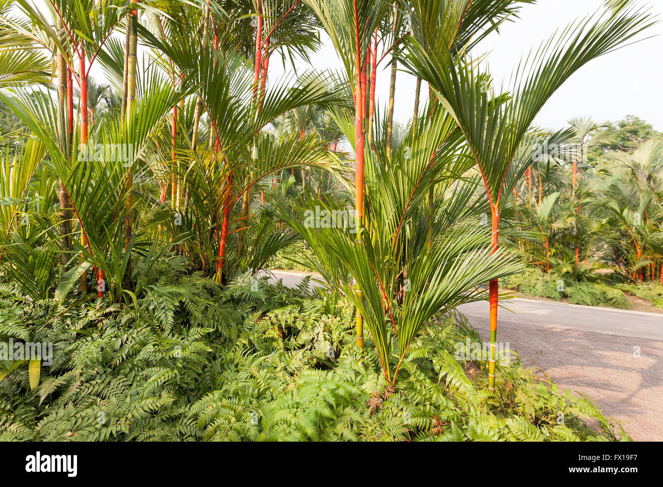 Red Lipstick Rajah Palm Trees growing over bed of Ferns at Botanical Garden Stock Photo