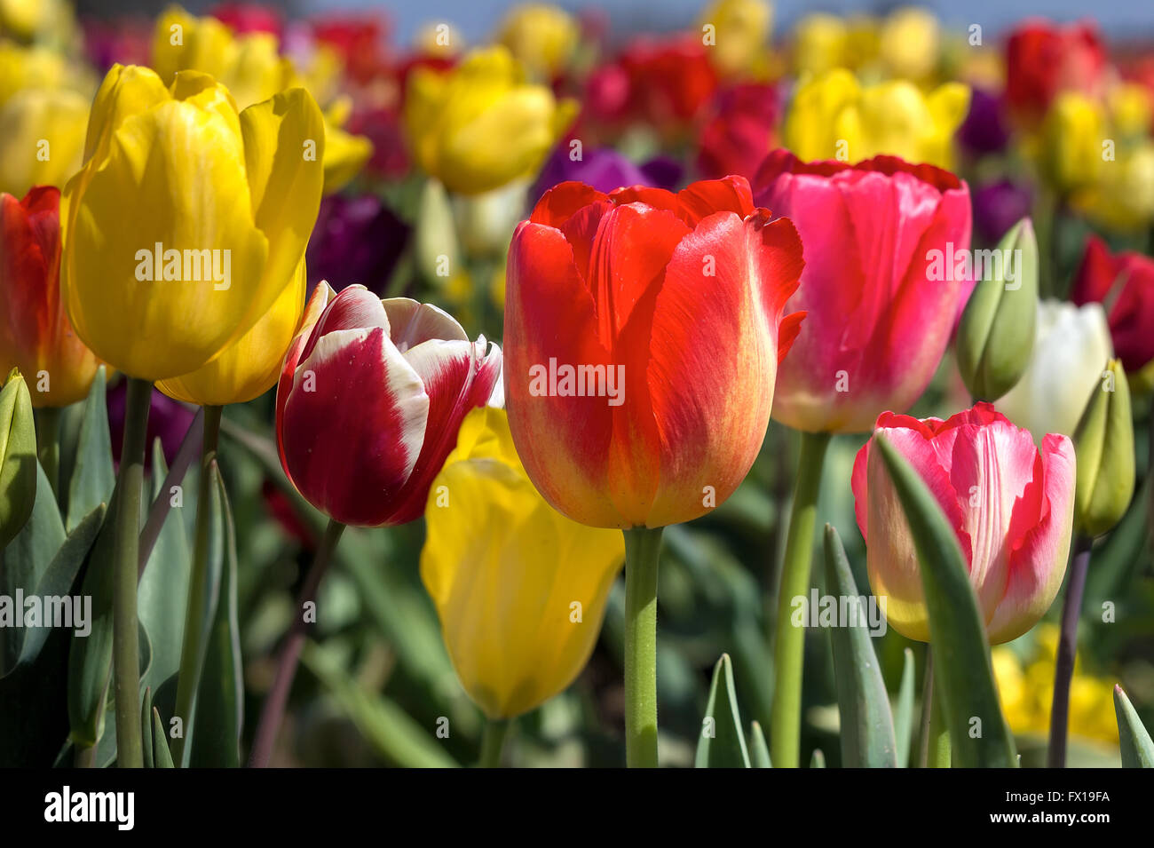Colorful mixed variety tulips in bloom at Tulip Festival in Woodburn Oregon during Spring