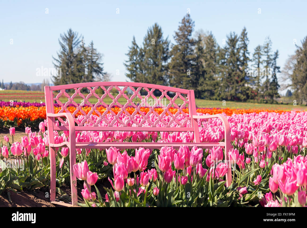 Pink Bench with  pink tulip flowers in bloom at Tulip Festival during spring season Stock Photo