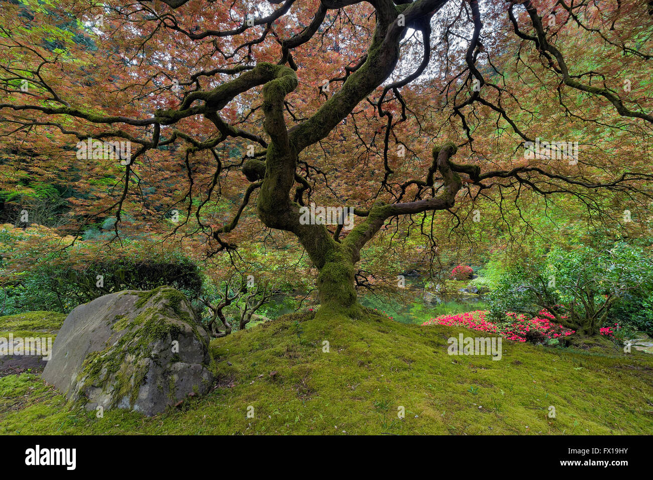 Under the Japanese Maple Tree at Japanese Gaarden in Portland Oregon in Spring Season Stock Photo