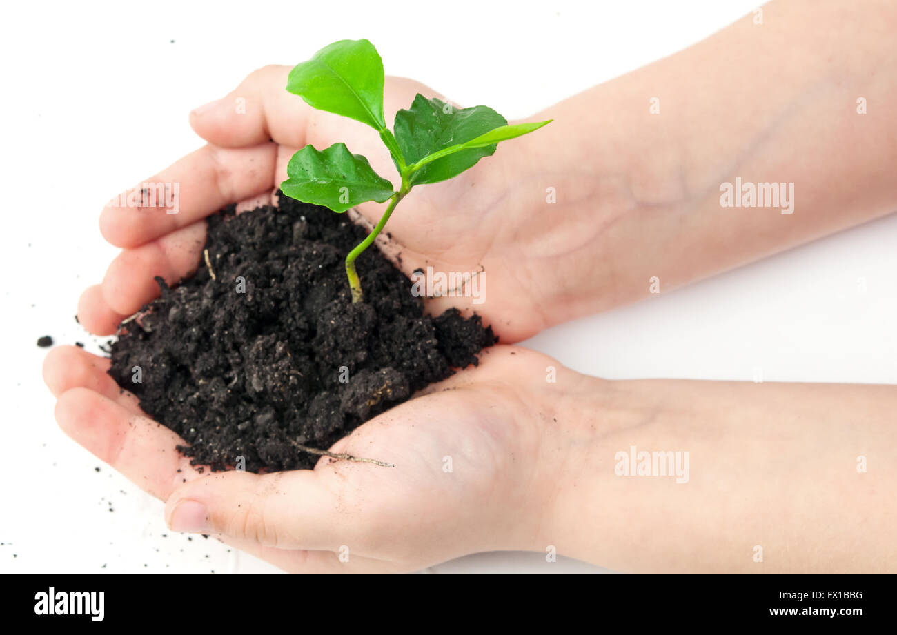 small plant cupped in child's hands Stock Photo