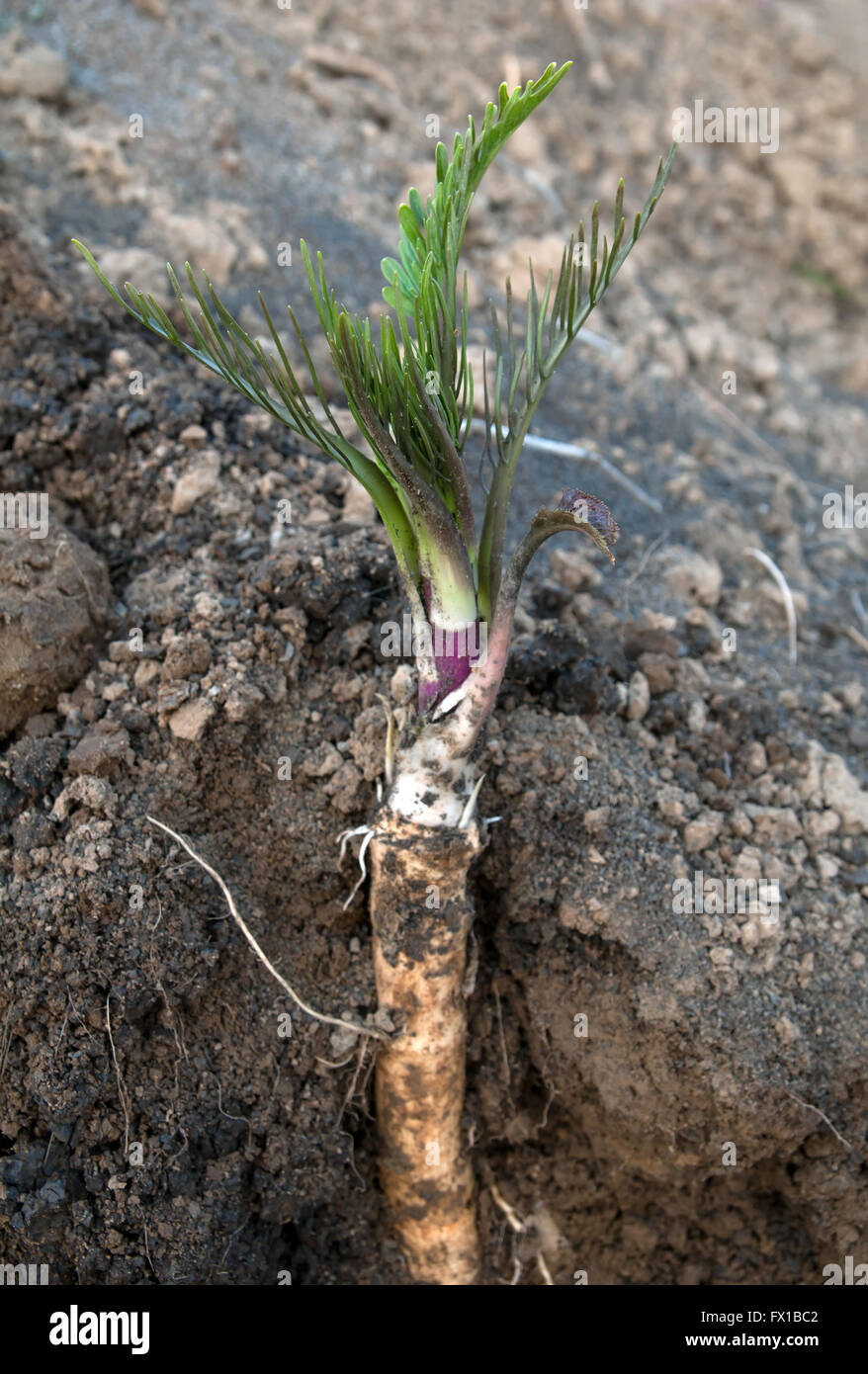 20+ Horseradish Plant Images