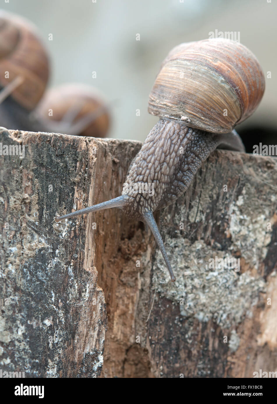 snail on the stump Stock Photo - Alamy