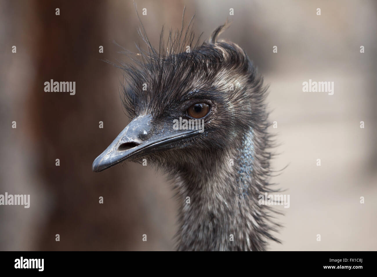 Emu (Dromaius novaehollandiae) at Budapest Zoo in Budapest, Hungary. Stock Photo