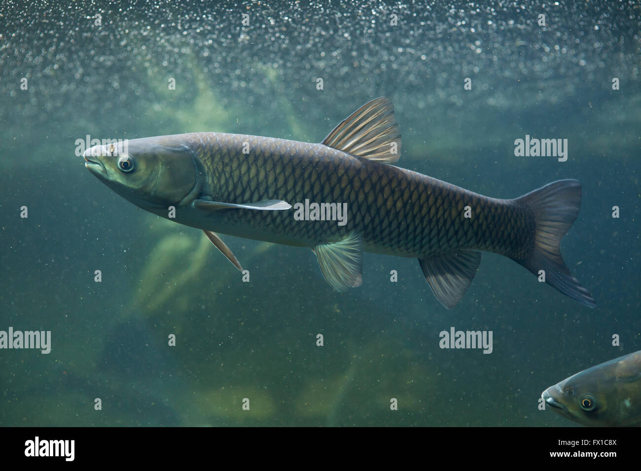 Grass carp (Ctenopharyngodon idella) at Budapest Zoo in Budapest, Hungary. Stock Photo