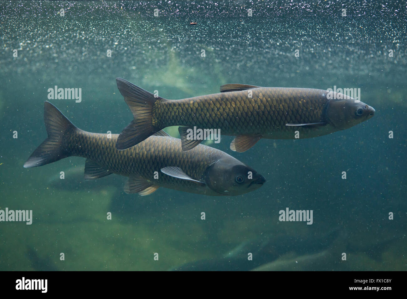 Grass carp (Ctenopharyngodon idella) at Budapest Zoo in Budapest, Hungary. Stock Photo