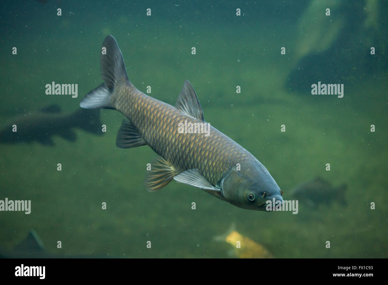 Grass carp (Ctenopharyngodon idella) at Budapest Zoo in Budapest, Hungary. Stock Photo