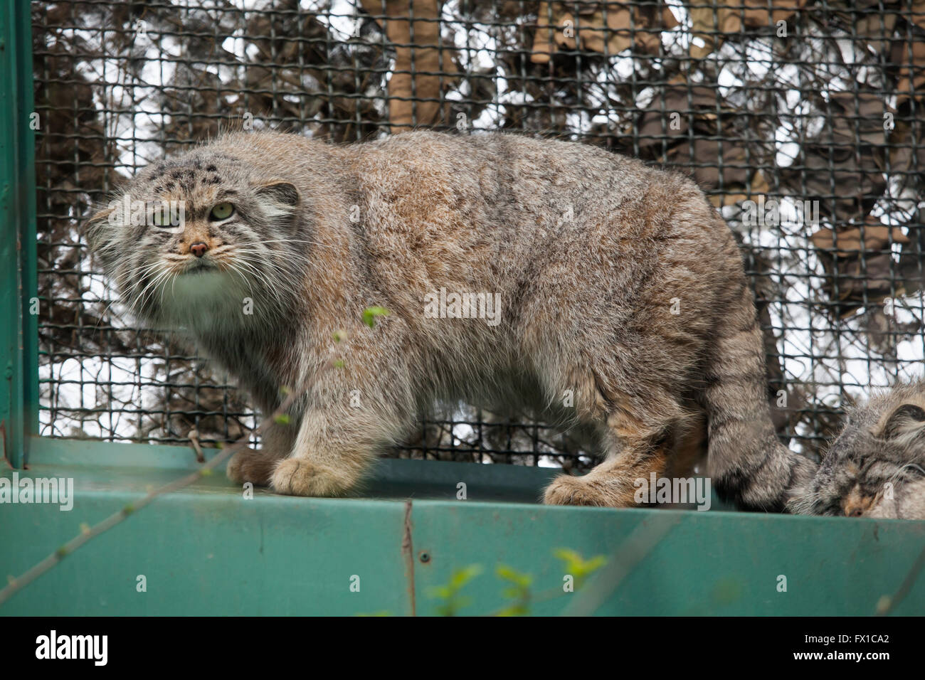 Pallas's cat (Otocolobus manul), also known as the manul at Budapest Zoo in Budapest, Hungary. Stock Photo